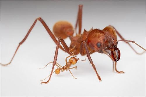 蚂蚁的每局部各有什么特点和作用