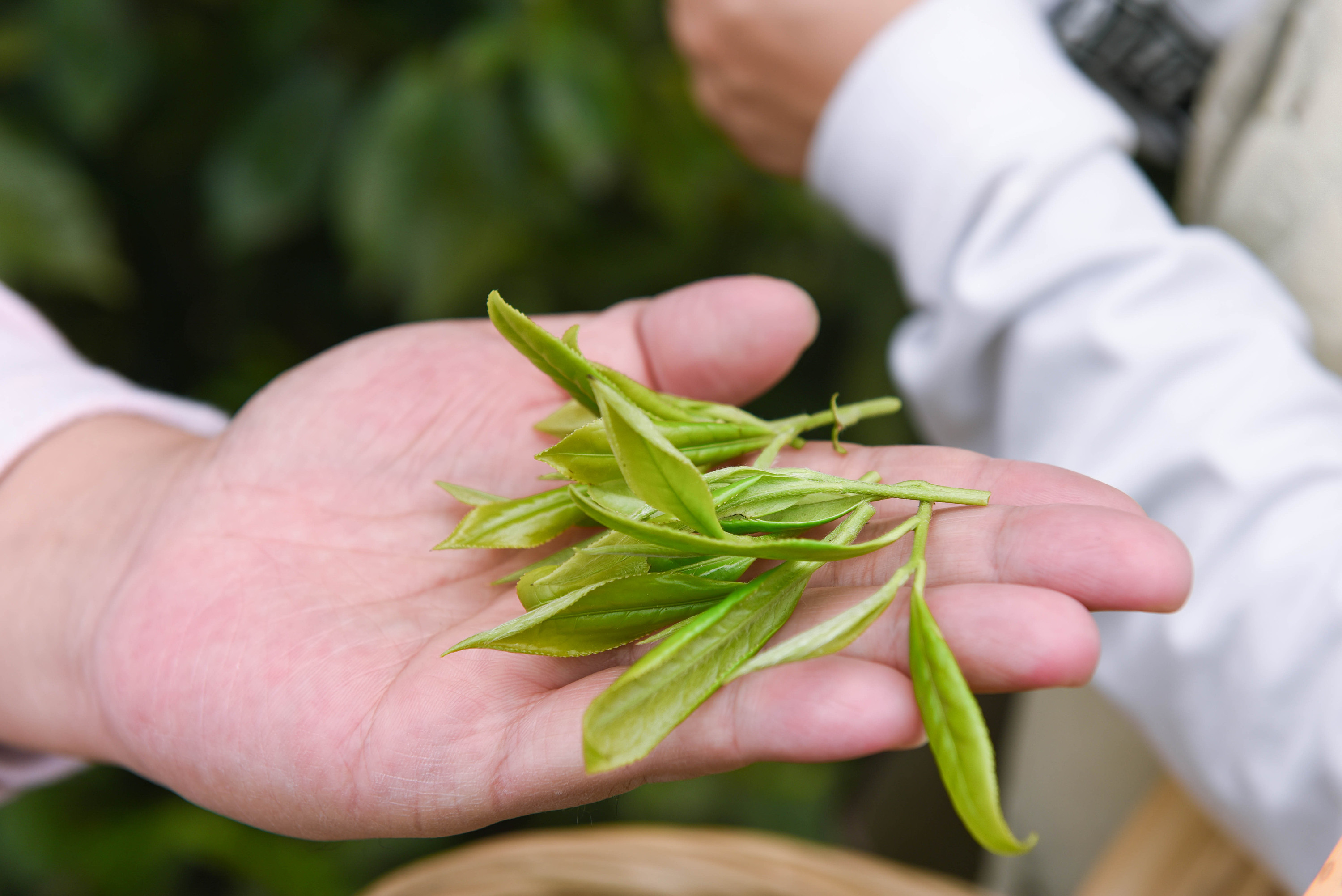 福鼎白茶寿眉特点 寿眉白茶制造特点