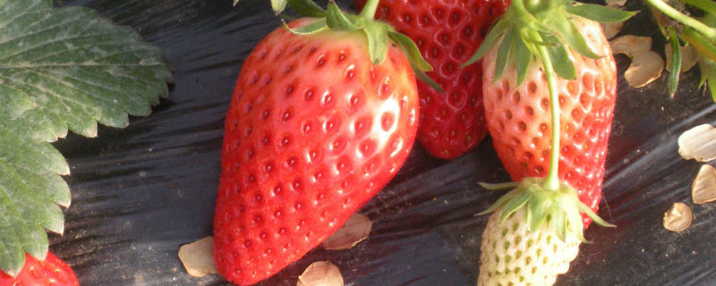 彩色草莓多少钱一斤 吃黑草莓应该留意什么