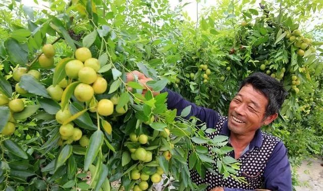 枣树的修剪方法 枣树怎么修剪