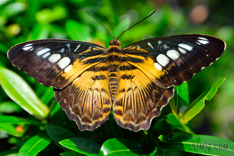 蝴蝶有几对翅膀 蝴蝶有几对翅膀几条腿几对触角