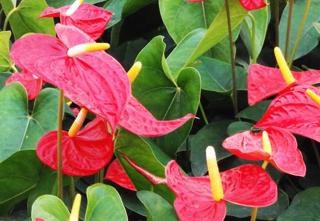 红掌什么季节换土 红掌什么季节种植