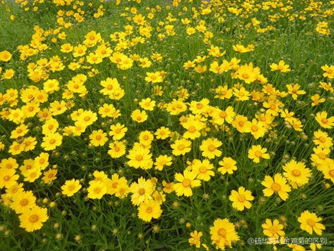 硫华菊与金鸡菊的区别