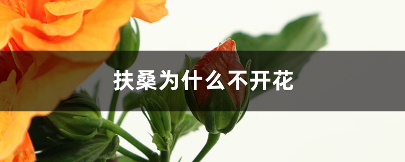 扶桑花施什么肥 扶桑花怎么施肥