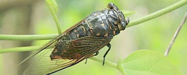 昆虫记中蝉的习性 昆虫记中蝉的习性如何