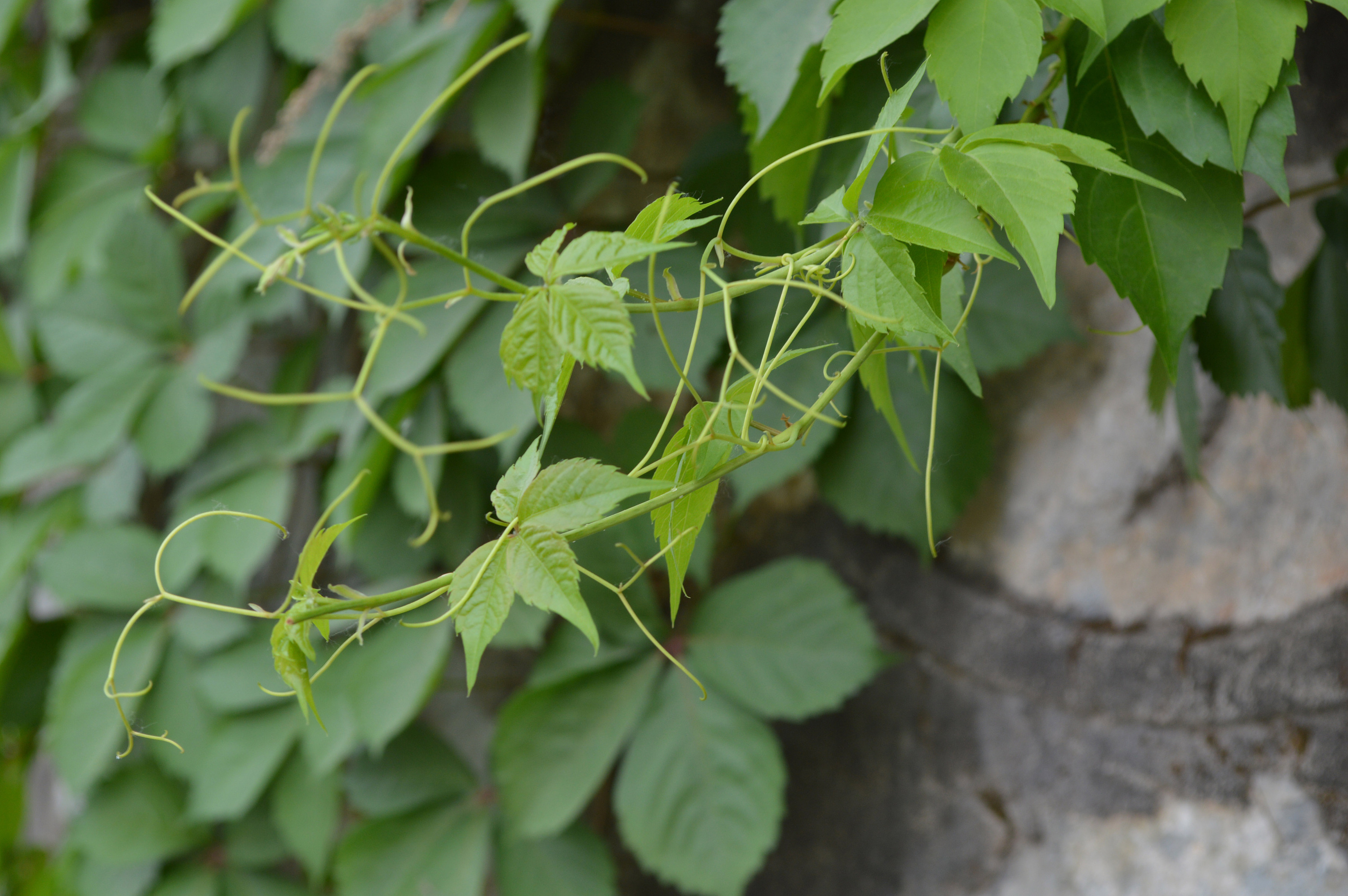 爬山虎是怎么爬的 爬山虎的脚的样子