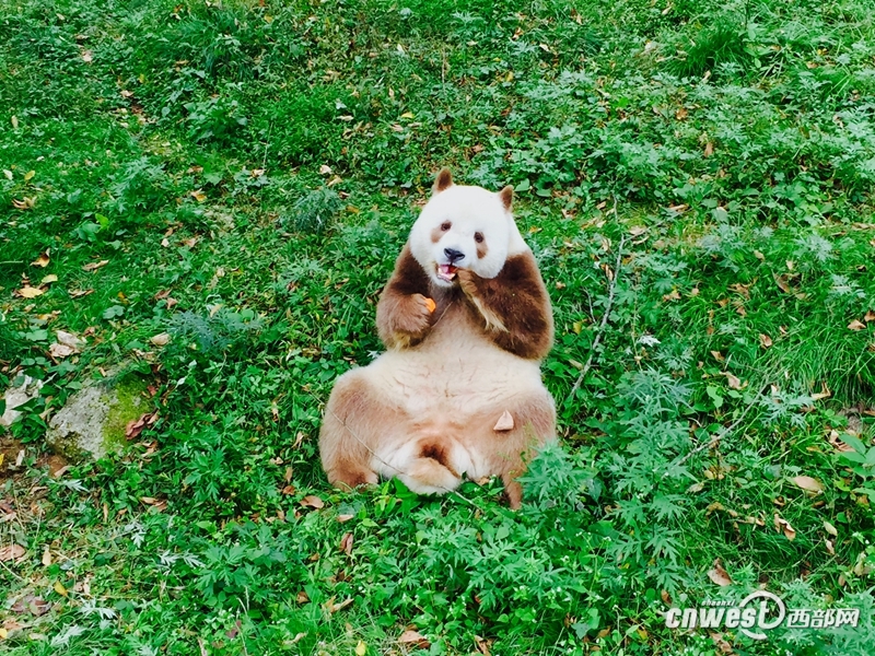 ​棕色大熊猫 七仔 静享秋日时光 为什么会有棕色大熊猫