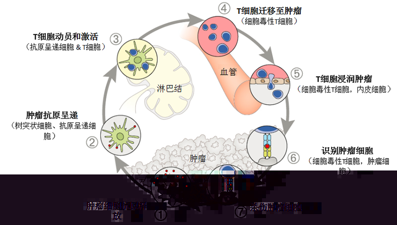 提高机体免疫力补充营养