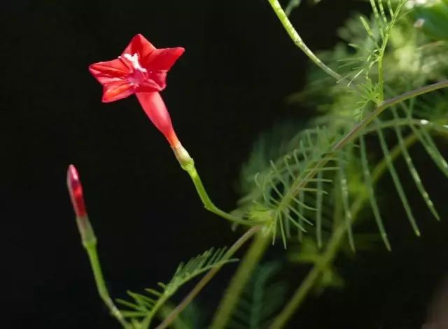 茑萝种子怎样种