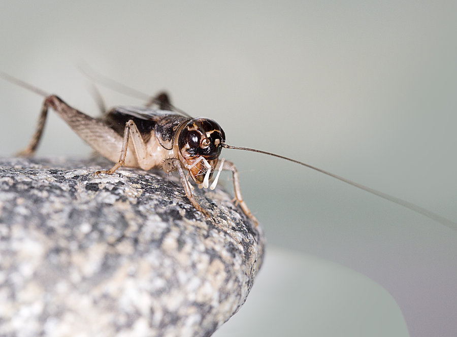 昆虫记中蟋蟀的形状和生存特色概括 昆虫记中蟋蟀的形状和生存特色