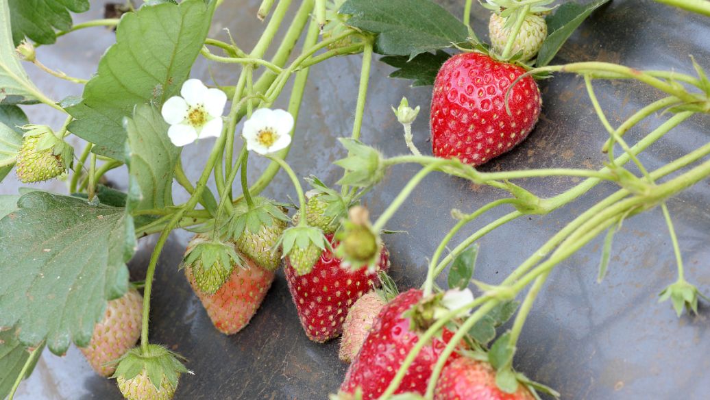 草莓种子怎样种