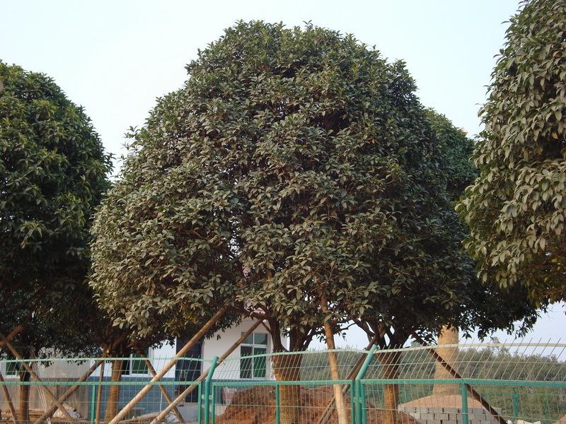 桂花树普通施什么肥 桂花树施什么肥