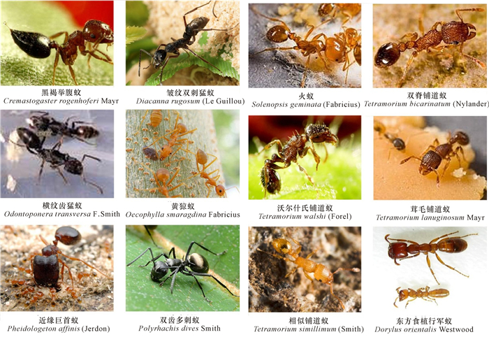 蚂蚁特色和形状 蚂蚁特色