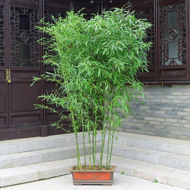 家里养的竹子用什么肥料最好 家里的竹子怎么养