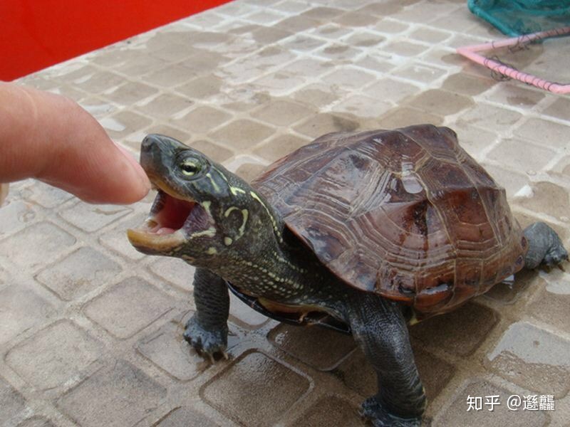 草龟会变成墨龟吗 怎么养成墨龟