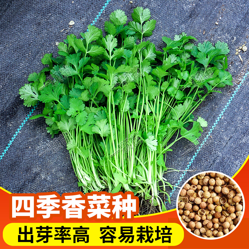 香菜40块1斤！吃不起了 赶紧自己在家种一盆！