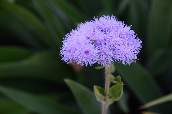 藿香的花语和传说