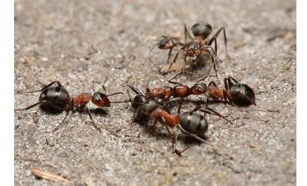 蚂蚁的特点 蚂蚁的特点和本事