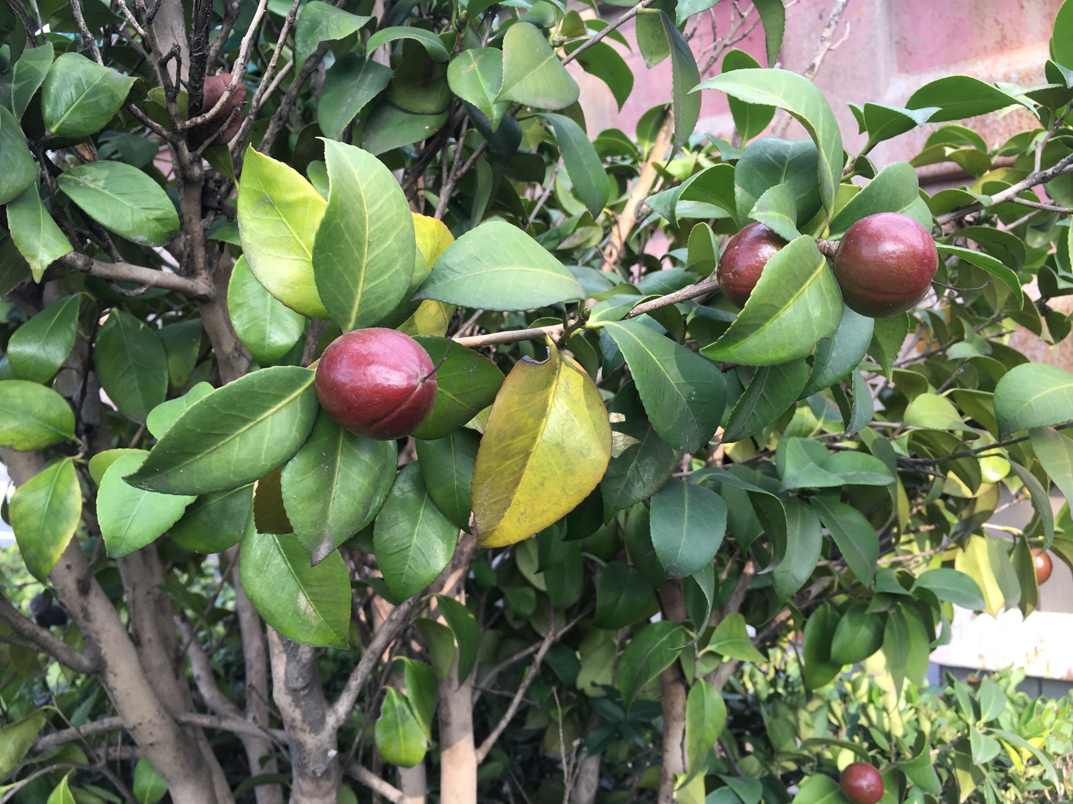 山茶花的叶子一碰就掉了是怎么回事 山茶花晒蔫怎么回事