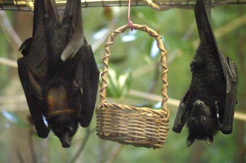 蝙蝠是一种小型兽类还是昆虫类的动物