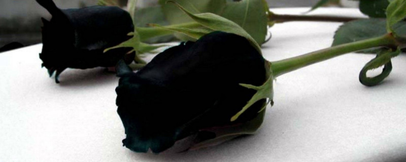 黑玫瑰花语是什么 黑玫瑰花语