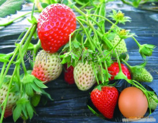 黑色草莓多少钱一斤 为什么黑草莓这么贵