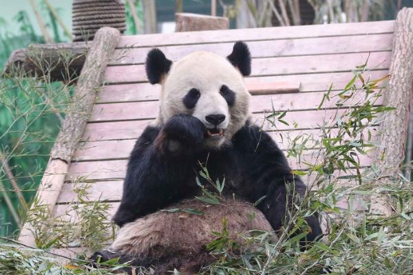 南昌动物园有熊猫吗 南昌动物园的开放时间