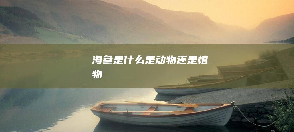 海参是什么 是动物还是植物